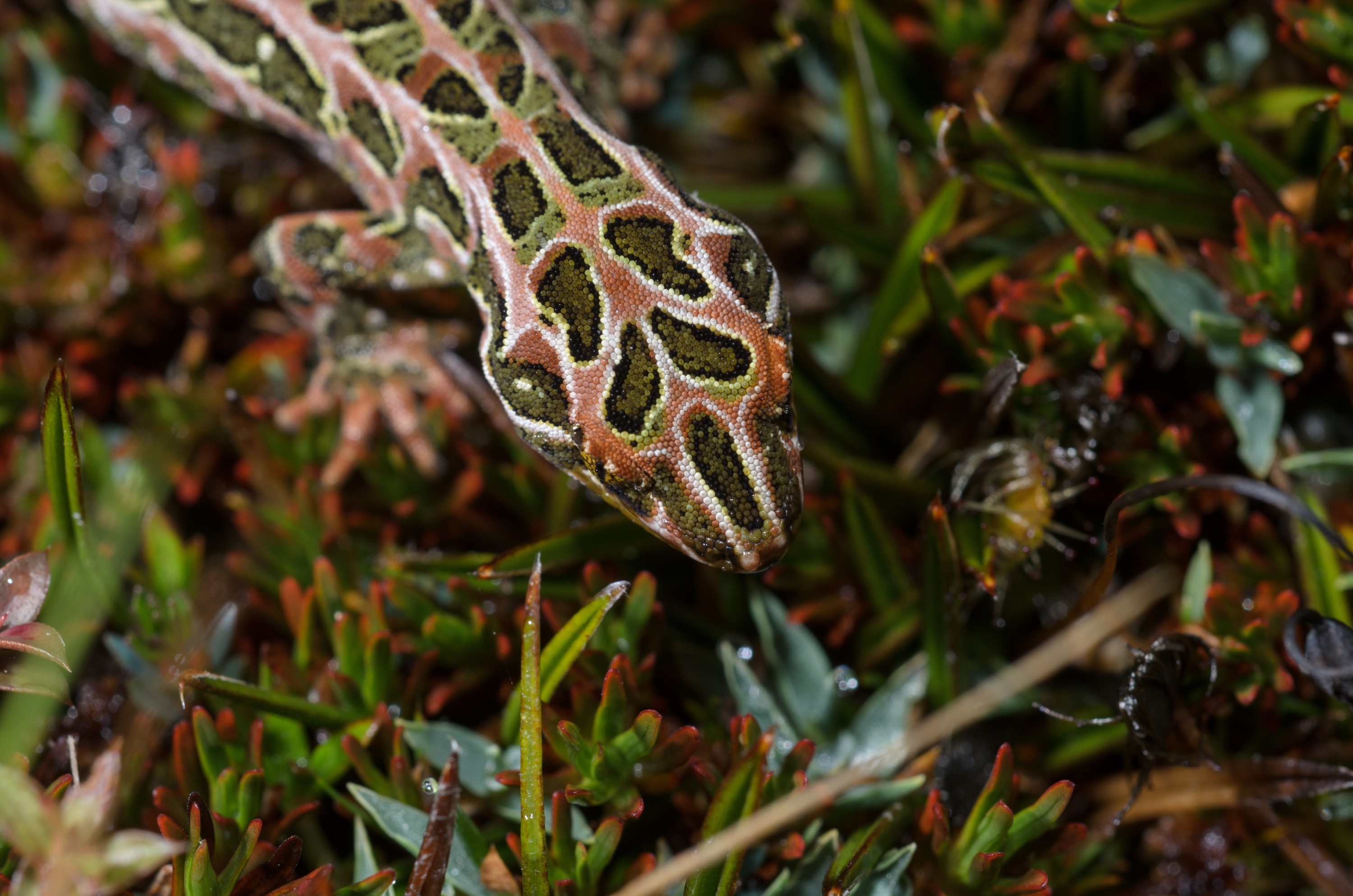 DSC_2901 – Adventure, Crispin, Hoplodactylus, Island, March 2017, National Park, New, New Zealand, Rakiura, South, Stewart, Tukutuku rakiurae, Zealand, amazing, gecko, harlequin gecko, rare, stunning